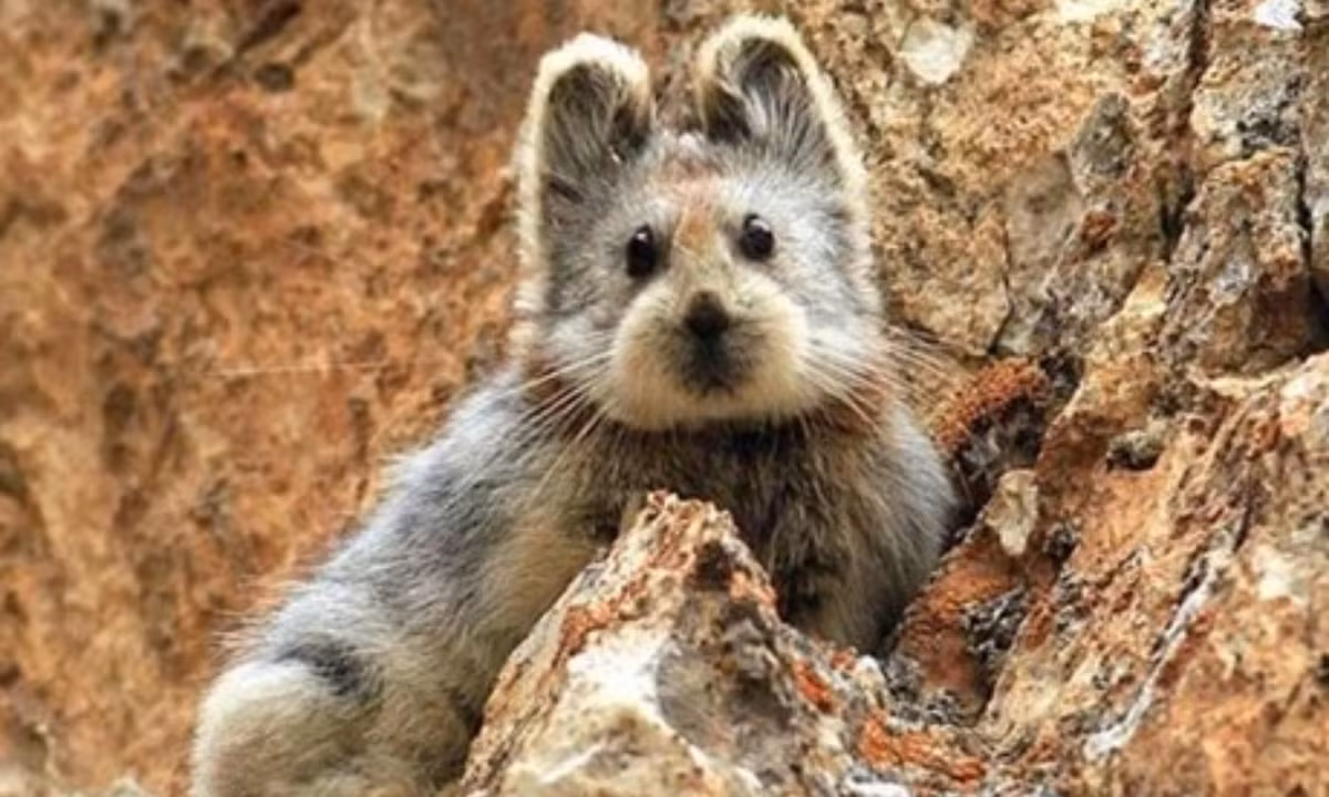 Vì vậy, chúng phải tận dụng triệt để chút thời gian ấm áp ngắn ngủi này để dự trữ thức ăn phòng cho mùa đông lạnh giá. (Nguồn: VietnamPlus)