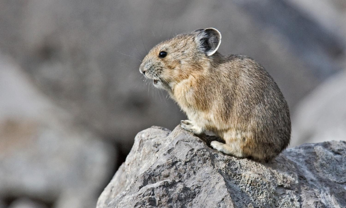 Tuy nhiên, thỏ Pika còn có một cách dễ dàng hơn nhiều mà kho lương vẫn đầy ắp thức ăn, đó chính là… “ăn trộm” của một con Pika khác. (Nguồn: Wikipedia)
