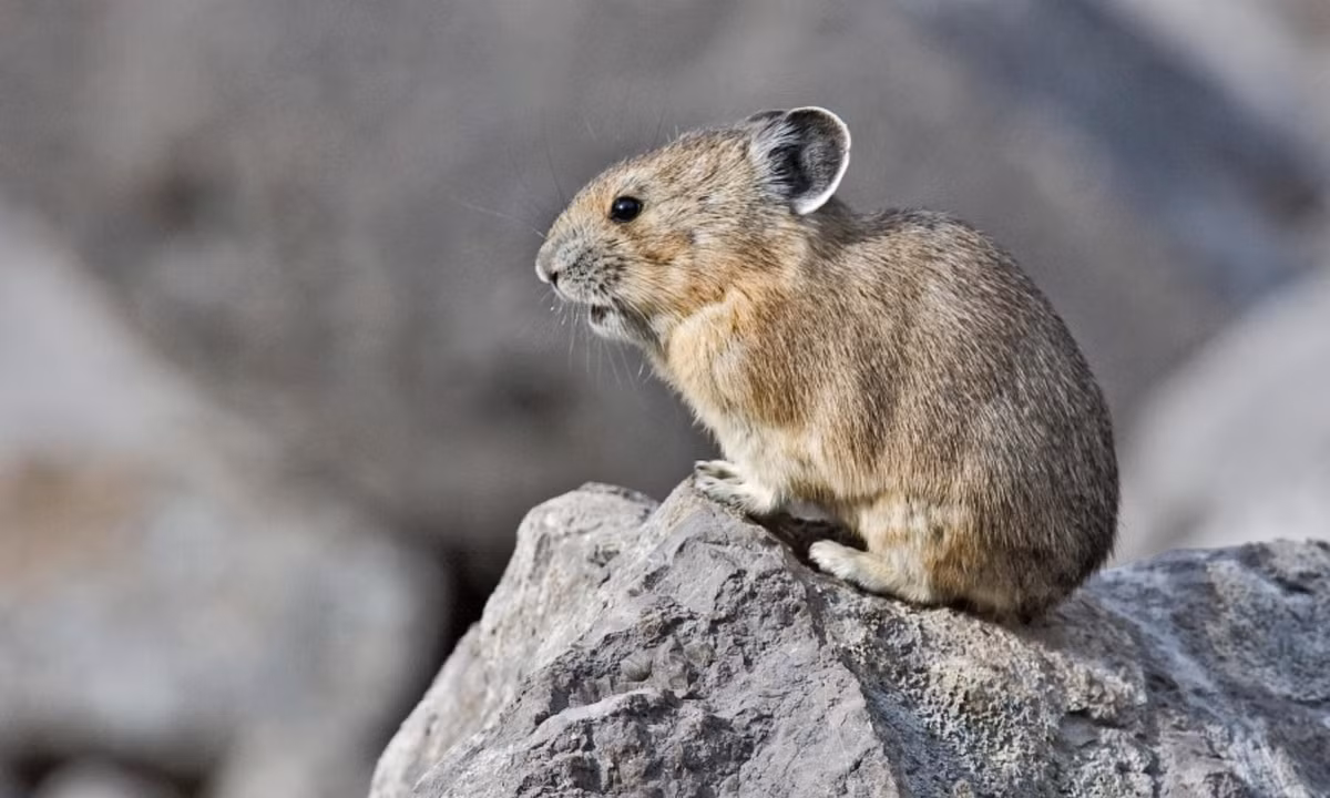 Tuy nhiên, thỏ Pika còn có một cách dễ dàng hơn nhiều mà kho lương vẫn đầy ắp thức ăn, đó chính là… “ăn trộm” của một con Pika khác. (Nguồn: Wikipedia)
