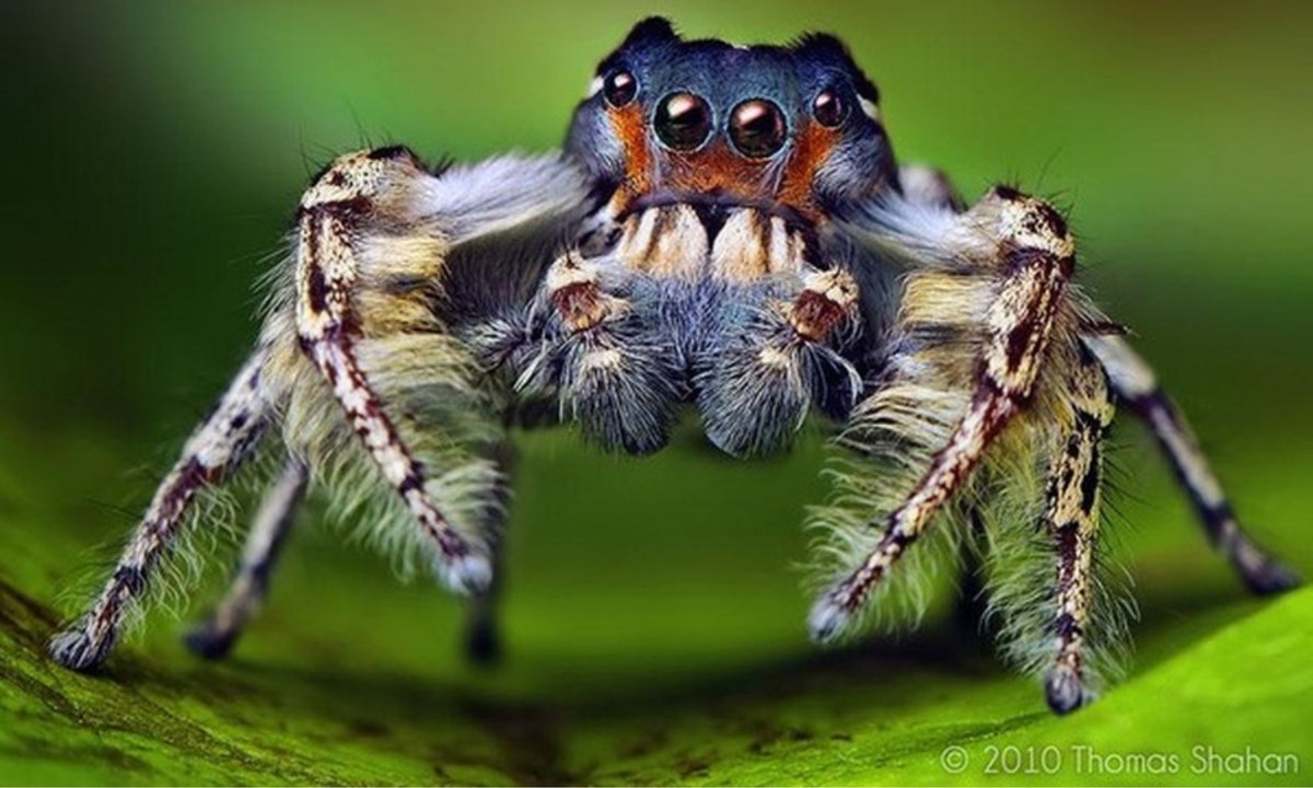 Nhện nhảy có thể được tìm thấy ở mọi nơi trên thế giới. (Nguồn: ThomasShahan.com)