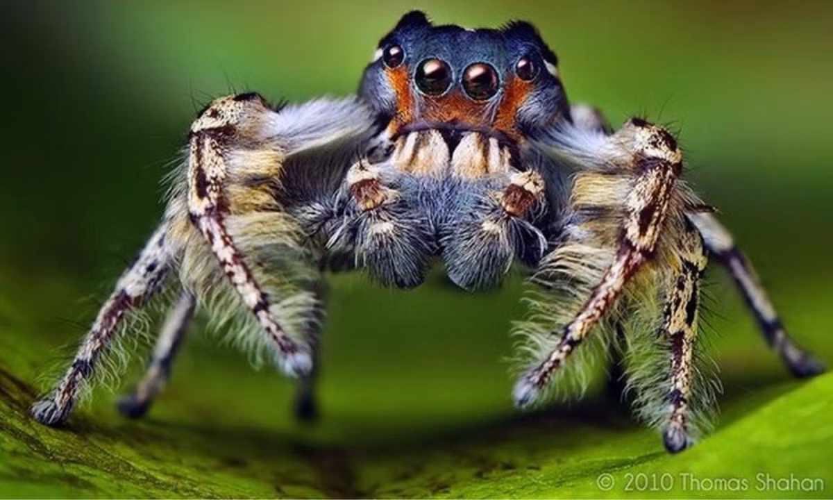 Nhện nhảy có thể được tìm thấy ở mọi nơi trên thế giới. (Nguồn: ThomasShahan.com)