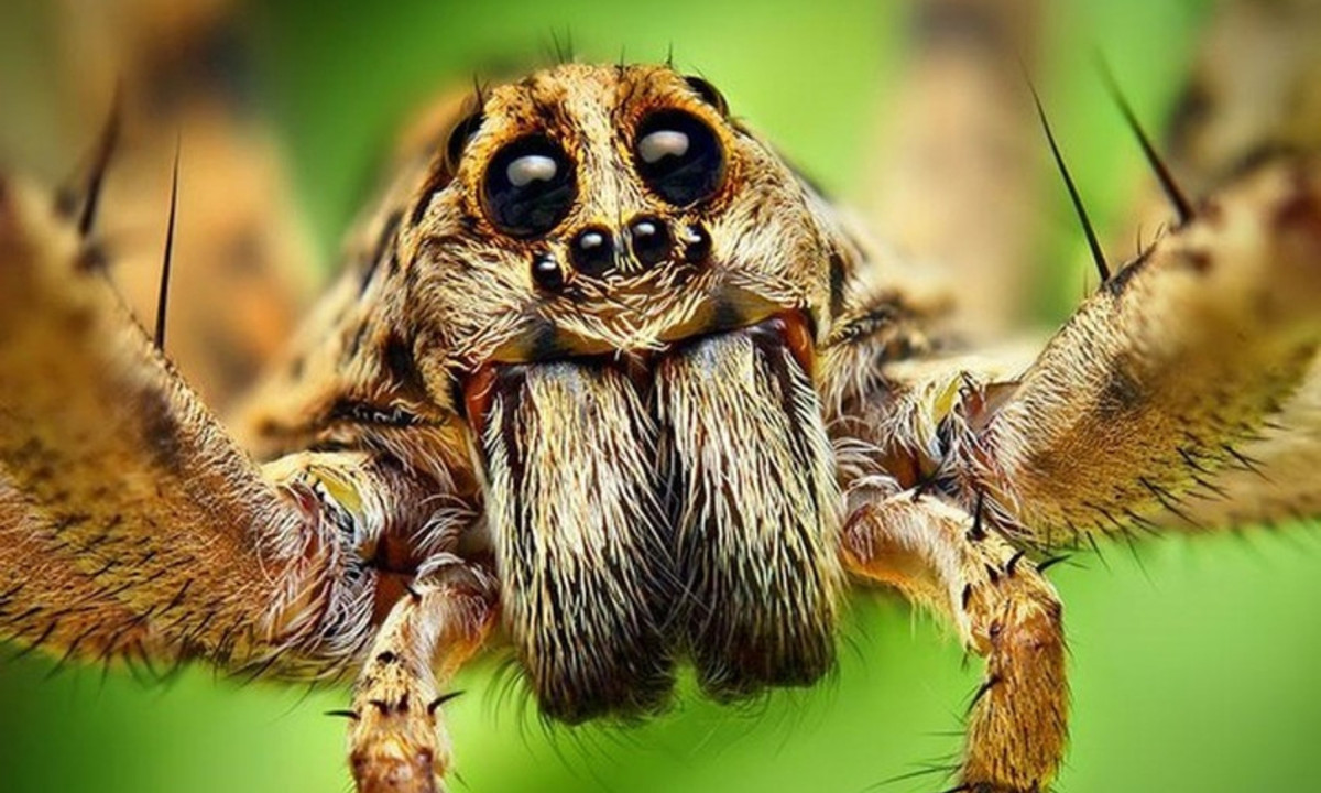 Nhện nhảy là động vật ăn thịt. (Nguồn: ThomasShahan.com)