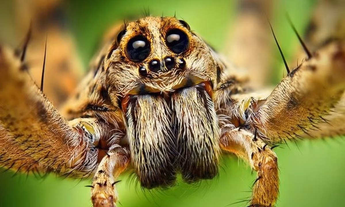 Nhện nhảy là động vật ăn thịt. (Nguồn: ThomasShahan.com)