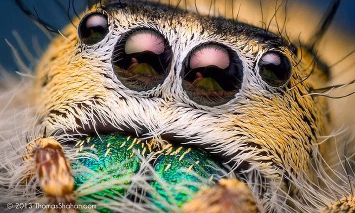 Nhện nhảy dùng tơ như một sợi dây an toàn khi đi săn và để đan kén trú mưa khi thời tiết xấu. (Nguồn: ThomasShahan.com)