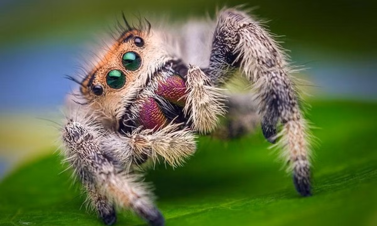 Nhện nhảy có kích thước nhỏ bé (khoảng 2,5 cm) nhưng có thể nhảy quãng đường dài gấp 10 - 40 lần chiều dài cơ thể. (Nguồn: ThomasShahan.com)