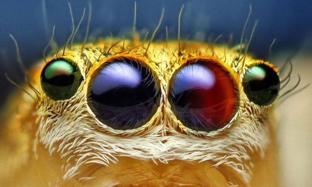 Chúng sống ở rừng rậm nhiệt đới, đồng cỏ, sa mạc và vùng núi. Thi thoảng, nhện nhảy cũng "đi lạc" vào nhà ở. (Nguồn: ThomasShahan.com)