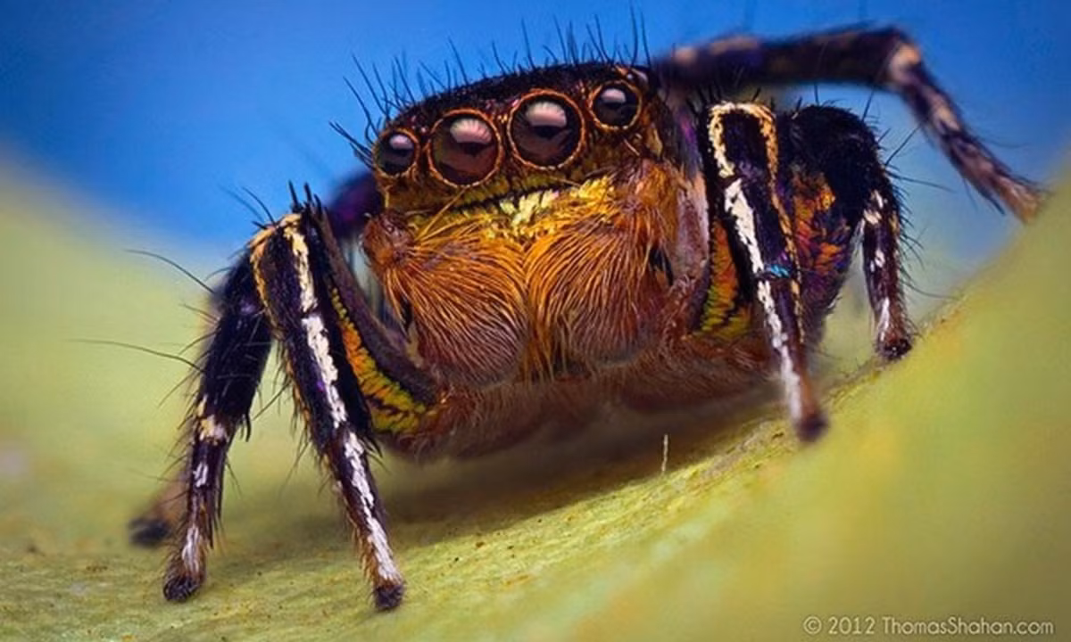 Mắt nhện nhảy có cấu tạo đặc biệt giúp chúng nhìn được màu sắc và chính xác như con người. (Nguồn: ThomasShahan.com)