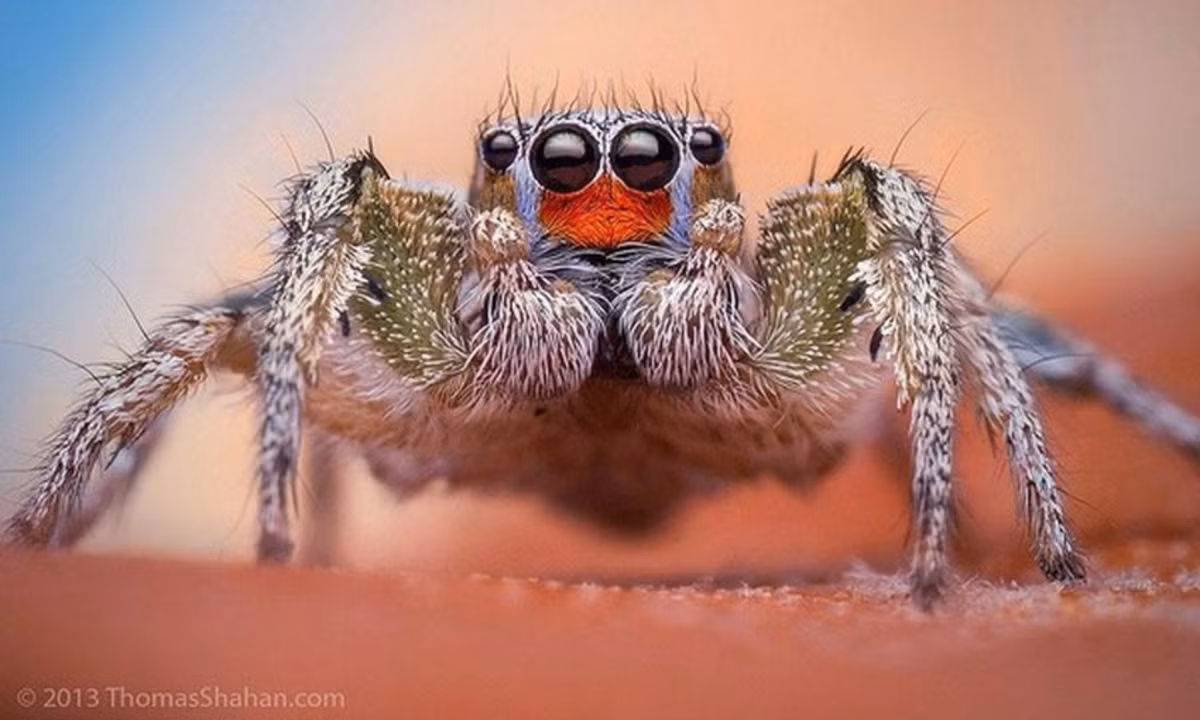 Họ nhện này có cái tên " nhện nhảy" bởi lẽ, trong mùa giao phối, nhện đực biểu diễn những "vũ điệu" đầy màu sắc ve vãn bạn tình. (Nguồn: ThomasShahan.com)
