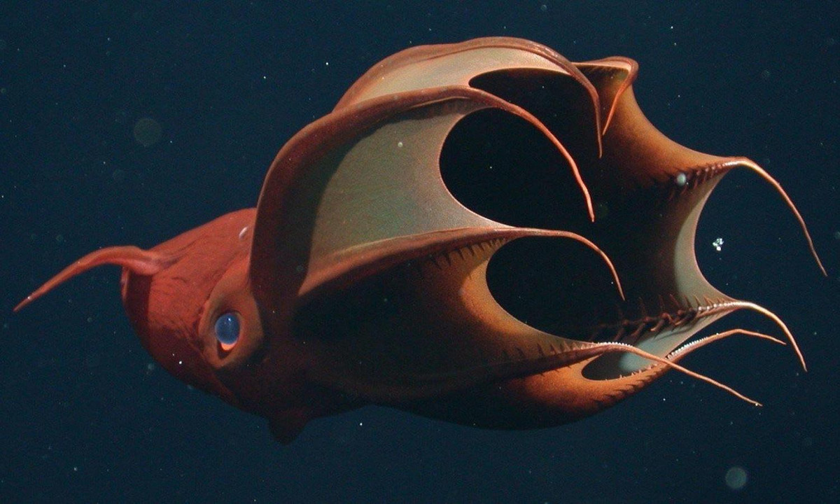  Mực ma cà rồng có tên khoa học là Vampyroteuthis infernalis. (Nguồn: Genk)
