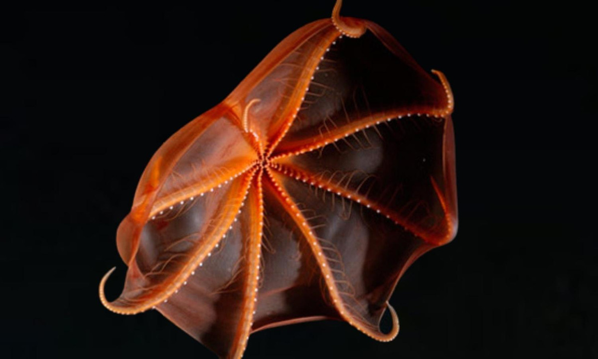 Cơ thể của mực ma cà rồng mềm và sền sệt như sứa hơn là mực. (Nguồn: VnExpress)