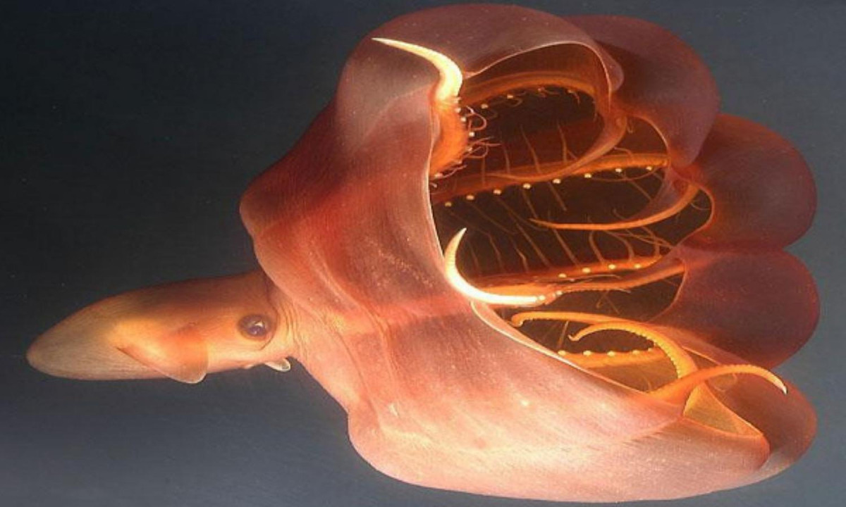 Trên cơ thể mực ma cà rồng phủ rất nhiều chất tạo sáng (photophores), cho phép chúng phát quang hoặc biến thành vô hình trong vùng nước tối. Mực ma cà rồng có thể điều khiển nồng độ chất này để thu hút con mồi hoặc xua đuổi kẻ thù. (Nguồn: lostbird.vn) 