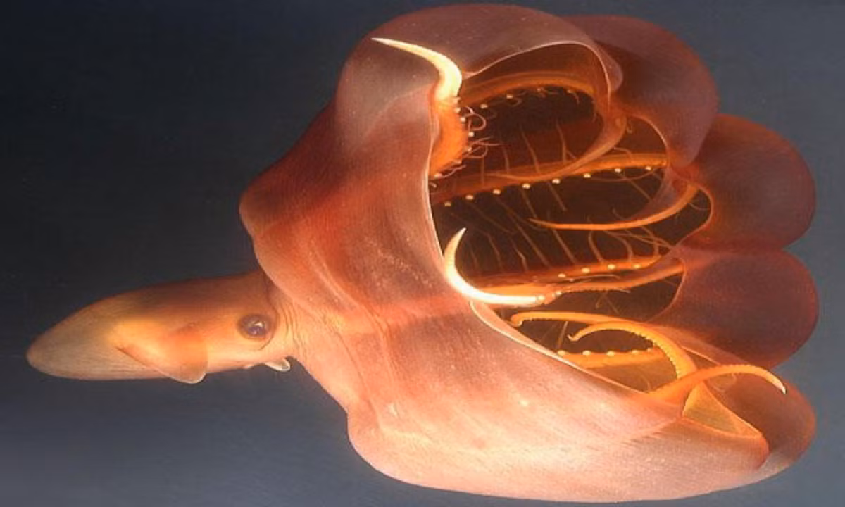 Trên cơ thể mực ma cà rồng phủ rất nhiều chất tạo sáng (photophores), cho phép chúng phát quang hoặc biến thành vô hình trong vùng nước tối. Mực ma cà rồng có thể điều khiển nồng độ chất này để thu hút con mồi hoặc xua đuổi kẻ thù. (Nguồn: lostbird.vn) 