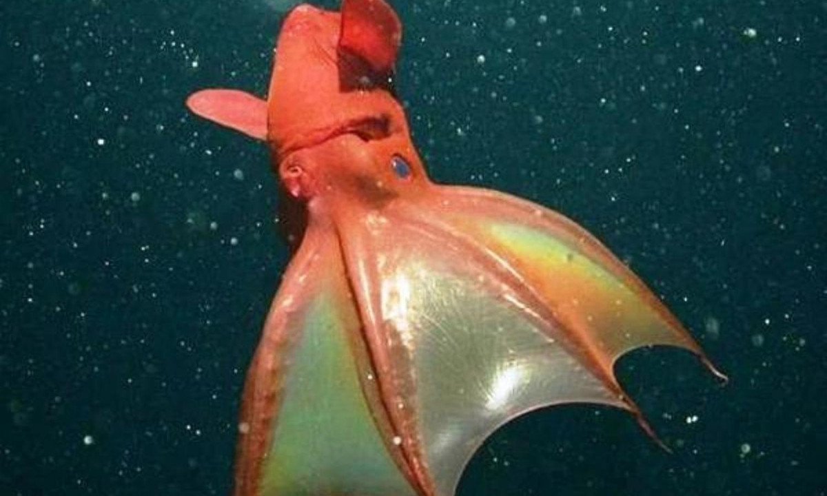 Mặc dù sở hữu cả cái tên lẫn cơ thể có vẻ “hung ác” nhưng mực Ma cà rồng lại không phải là một kẻ đi săn sinh vật sống. Thay vào đó, nó chỉ đơn giản là nổi lơ lửng giữa đại dương và lọc các mảnh vụn phù du- phần xác của các thực thể sống dưới nước bị phân rã ra- làm nguồn thức ăn chính.