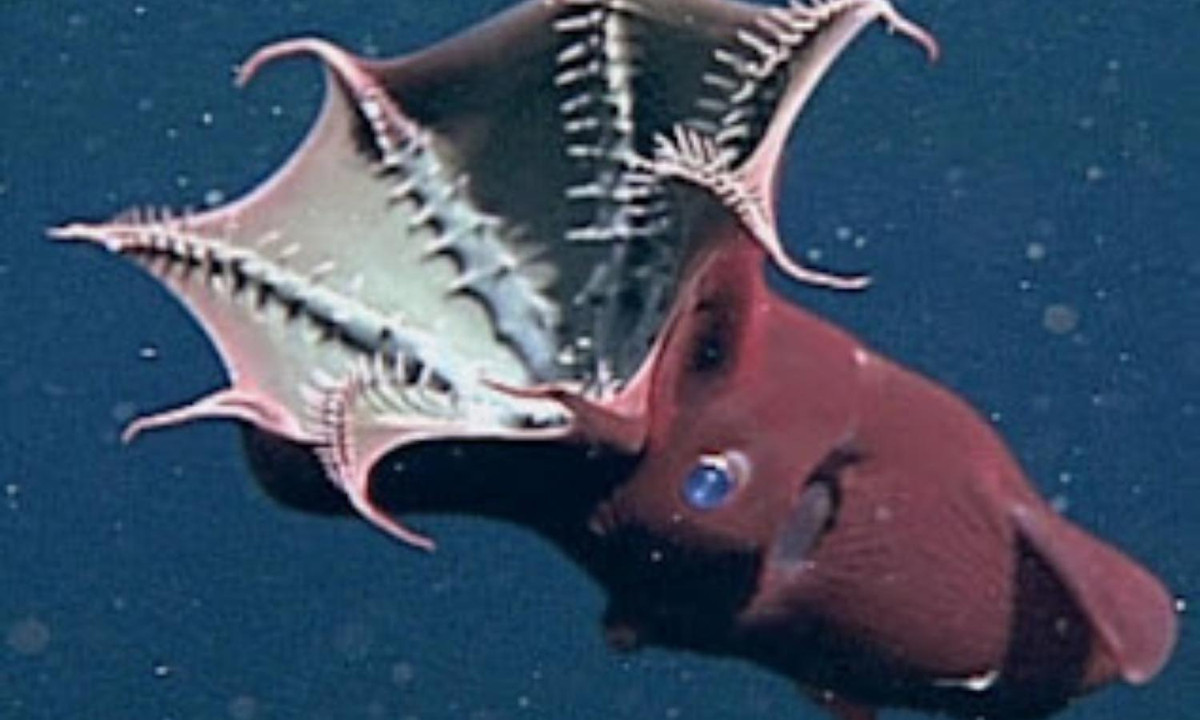 Cụ thể, trong trường hợp này mực Ma cà rồng sẽ lộn trái cơ thể, phô ra lớp gai nhọn nằm bên trong để hù dọa kẻ thù. 8 xúc tu giống như bạch tuộc dang ra, tạo thành chiếc ô khổng lồ để bảo vệ cơ thể. (Nguồn: elementari.net)