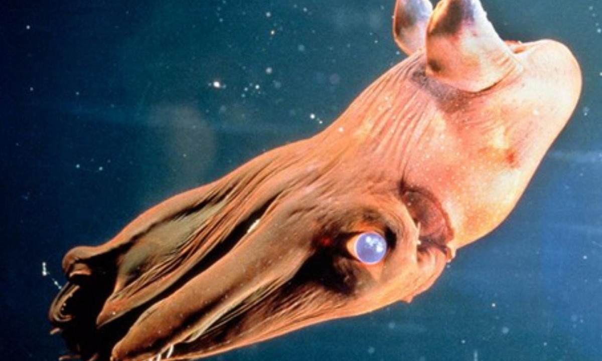 Khi cảm thấy bị đe dọa hay sợ hãi, ngoại hình của loài sinh vật này thậm chí còn đáng sợ hơn bình thường rất nhiều. (Nguồn: VnExpress)