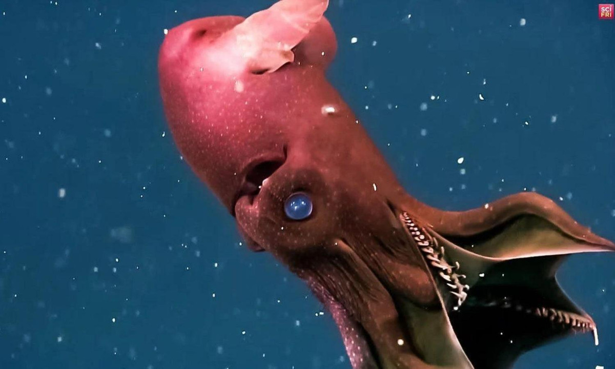 Mắt của mực ma cà rồng có thể mang màu đỏ hoặc xanh tùy thuộc vào ánh sáng. (Nguồn: CafeBiz) 