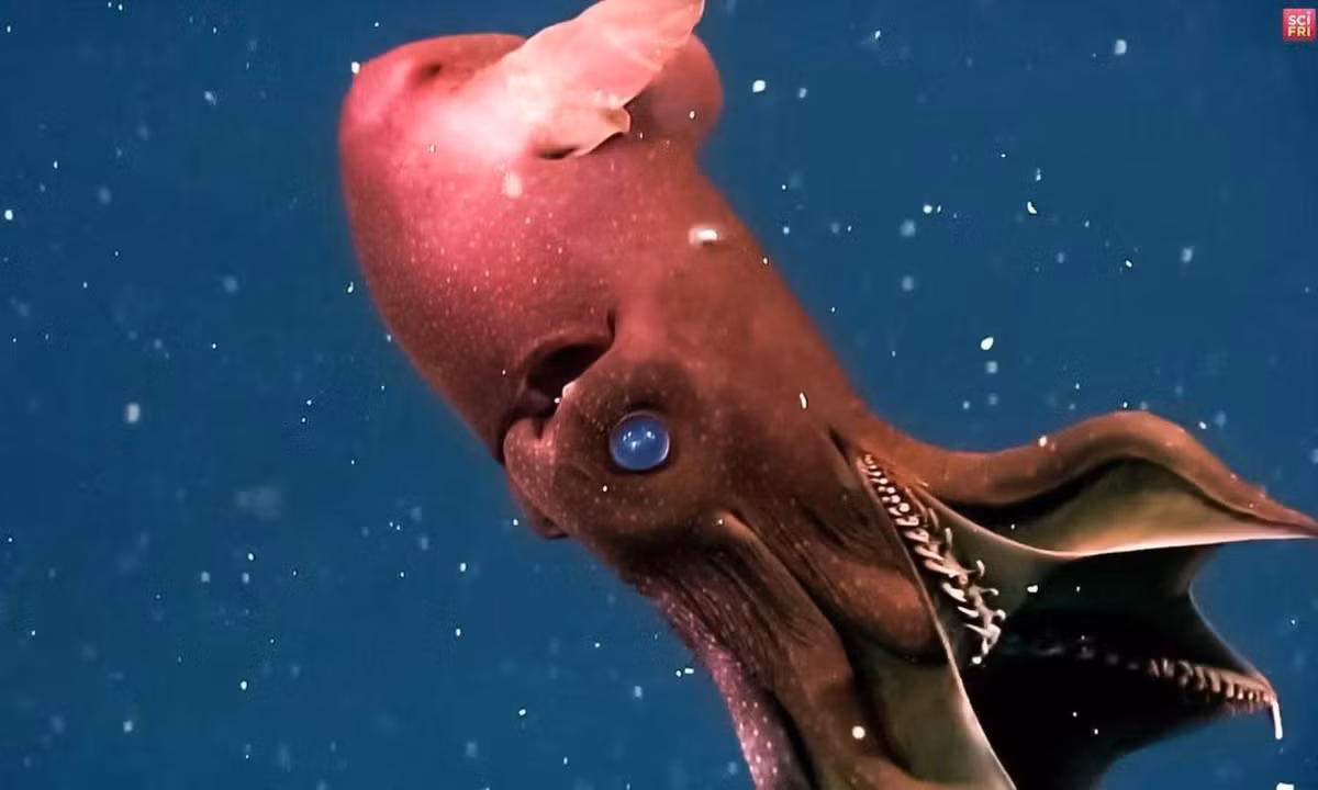 Mắt của mực ma cà rồng có thể mang màu đỏ hoặc xanh tùy thuộc vào ánh sáng. (Nguồn: CafeBiz) 