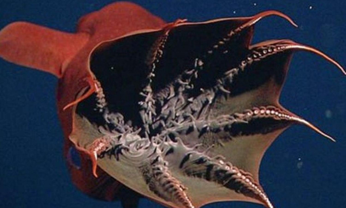 Trên thực tế, sinh vật này không phải là mực hay bạch tuộc, mà nó được phân loại trong một Lớp riêng biệt. (Nguồn: sci.news)