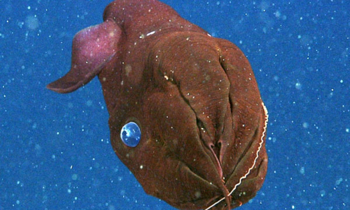 Trên thân mực ma cà rồng có hai vây giống như tai. Nhờ chúng mà nó có thể di chuyển trong nước. (Nguồn: KhoaHoc.tv)