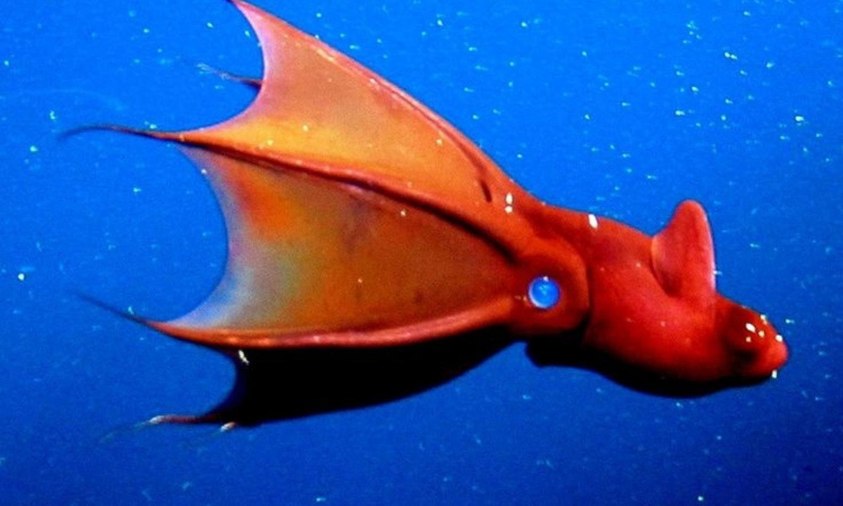 Khi được phát hiện lần đầu tiên vào năm 1903, nó bị nhầm lẫn là bạch tuộc. (Nguồn: KhoaHoc.tv)