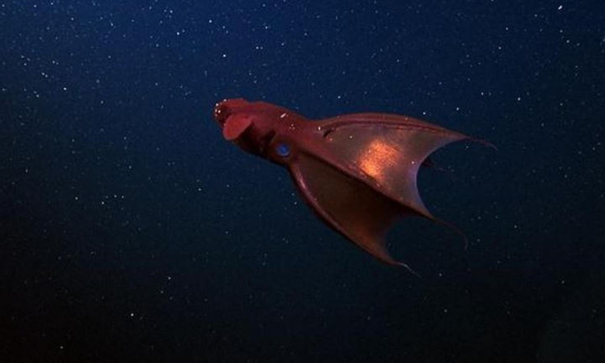 Mực ma cà rồng thường sinh sống ở độ sâu 600-900 mét dưới mực nước biển. (Nguồn: baomoi.com)