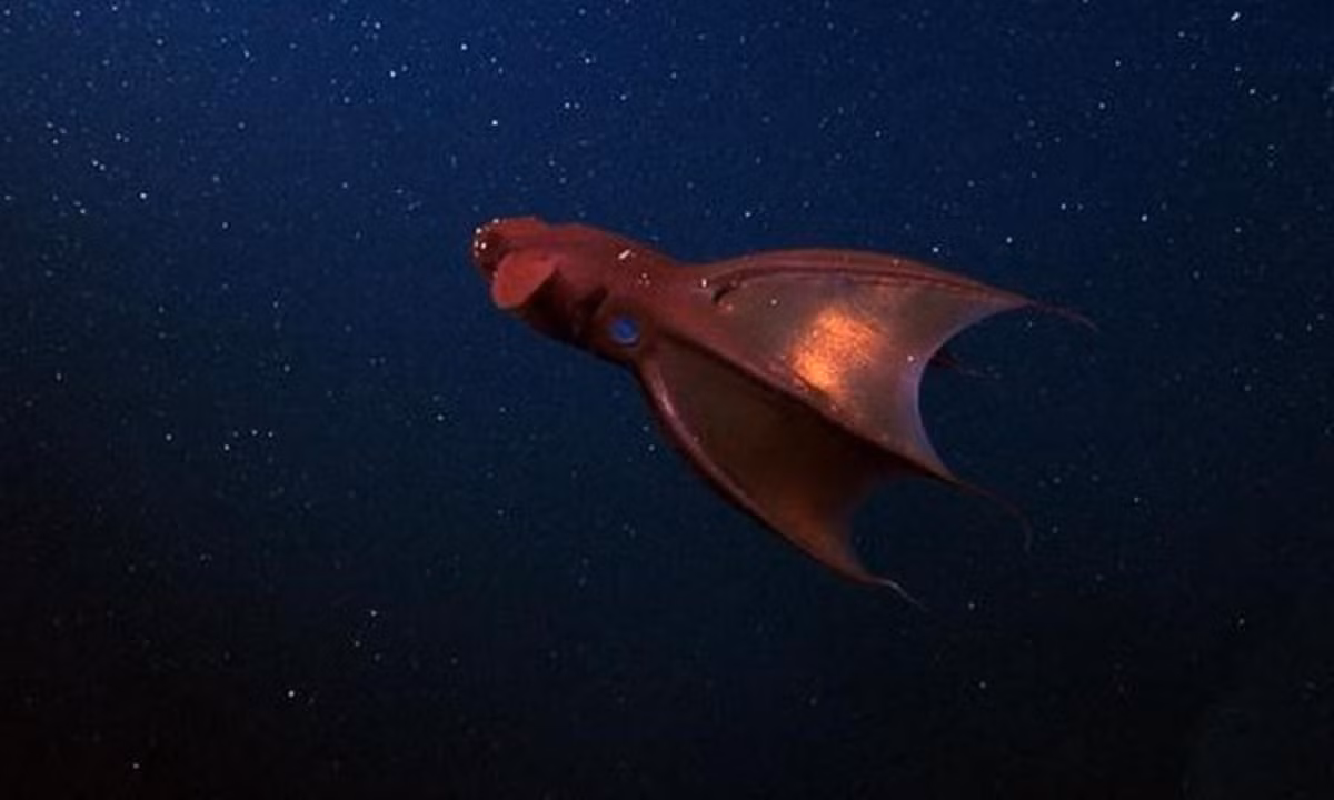 Mực ma cà rồng thường sinh sống ở độ sâu 600-900 mét dưới mực nước biển. (Nguồn: baomoi.com)