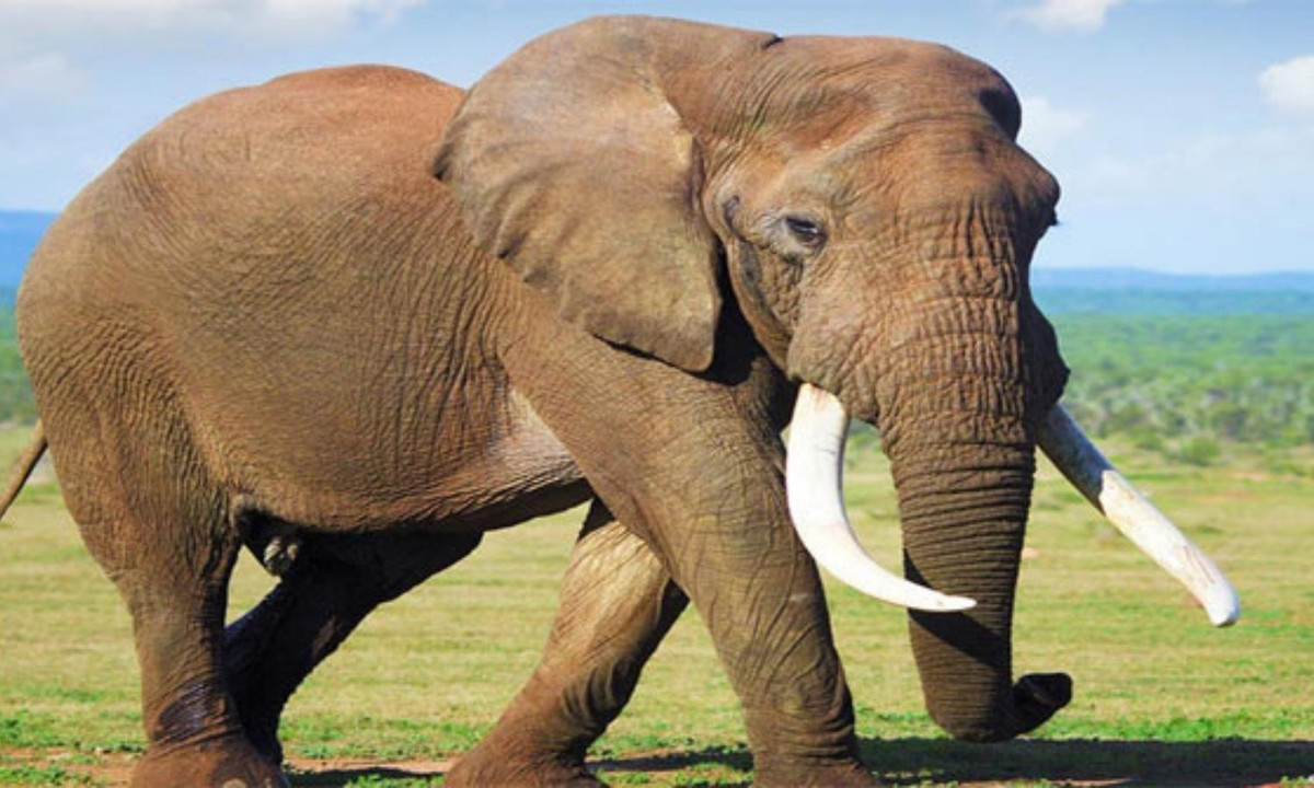 8. Loài vật ăn nhiều nhất - loài voi: phân bố chủ yếu ở châu Phi, châu Á trong các khu rừng rộng lớn. Chúng là loài động vật ăn nhiều nhất, thường thì trong một ngày một chú voi trưởng thành có thể ăn hết 200kg cỏ và uống 200 lít nước.Ảnh: Internet. 