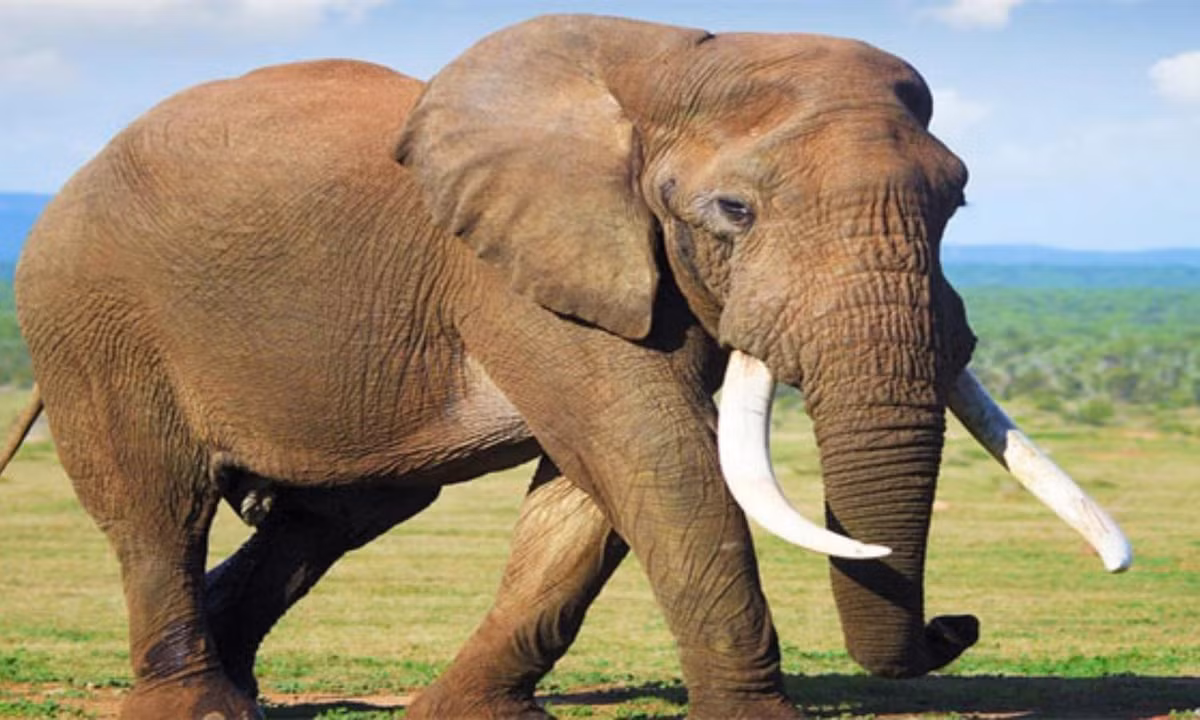 8. Loài vật ăn nhiều nhất - loài voi: phân bố chủ yếu ở châu Phi, châu Á trong các khu rừng rộng lớn. Chúng là loài động vật ăn nhiều nhất, thường thì trong một ngày một chú voi trưởng thành có thể ăn hết 200kg cỏ và uống 200 lít nước.Ảnh: Internet. 