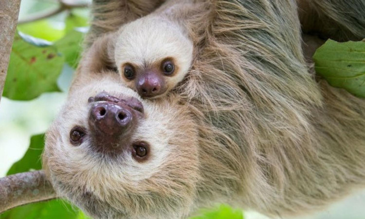 Chúng lười đến nỗi không chịu lấy tay đưa những chiếc lá vào miệng mà chỉ ăn những chiếc ngay cạnh miệng. Ảnh: Internet.