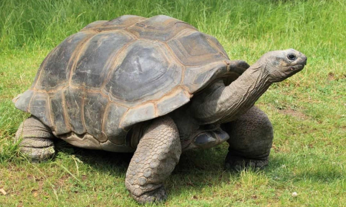 3. Loài vật sống lâu nhất - loài rùa: giữ kỷ lục về tuổi thọ của các loài động vật, tuổi thọ của chúng có thể lên tới 150 năm. Chúng có kích thước cơ thể từ vài cm đến 2m, dùng lớp vỏ cứng trên lưng để bảo vệ khỏi những loài thú ăn thịt, chúng hoạt động chủ yếu vào ban ngày đặc biệt vào lúc hoàng hôn. Ảnh: vov.vn. 