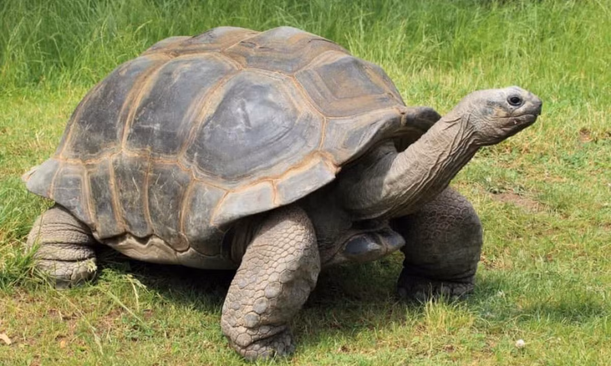 3. Loài vật sống lâu nhất - loài rùa: giữ kỷ lục về tuổi thọ của các loài động vật, tuổi thọ của chúng có thể lên tới 150 năm. Chúng có kích thước cơ thể từ vài cm đến 2m, dùng lớp vỏ cứng trên lưng để bảo vệ khỏi những loài thú ăn thịt, chúng hoạt động chủ yếu vào ban ngày đặc biệt vào lúc hoàng hôn. Ảnh: vov.vn. 