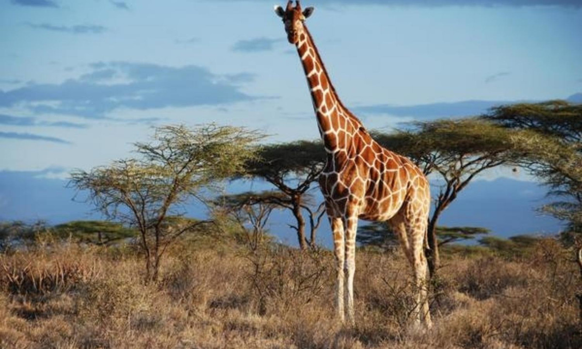 2. Loài vật cao nhất thế giới - hươu cao cổ: phân bố chủ yếu ở các thảo nguyên Đông Phi và Nam Phi. Chúng có chiều cao lên tới 5.5m với những con đực và cân nặng đạt 1.300 kg. Ảnh: Yan. 