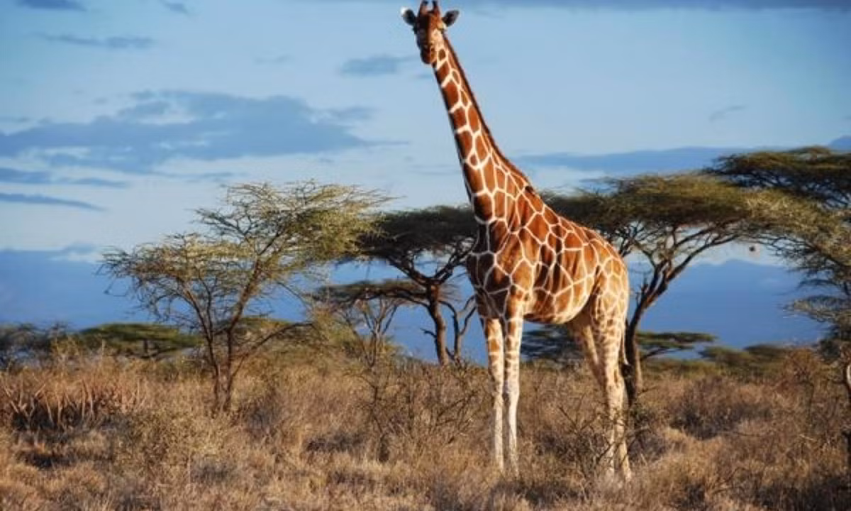 2. Loài vật cao nhất thế giới - hươu cao cổ: phân bố chủ yếu ở các thảo nguyên Đông Phi và Nam Phi. Chúng có chiều cao lên tới 5.5m với những con đực và cân nặng đạt 1.300 kg. Ảnh: Yan. 