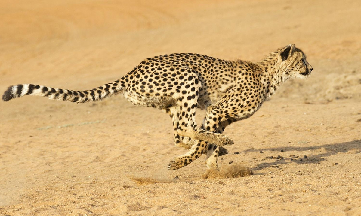 4. Loài vật chạy nhanh nhất thế giới - loài báo: thuộc họ Mèo thuộc bộ ăn thịt. Loài báo giữ kỷ lục về tốc độ chúng có thể chạy với tốc độ lên tới 120 km/giờ, đạt tốc độ tối đa trong vòng 60s đặc biệt chỉ trong vòng 3s tốc độ có thể tăng từ 0 -&gt; 90km. Ảnh: wwfcameroon.org.