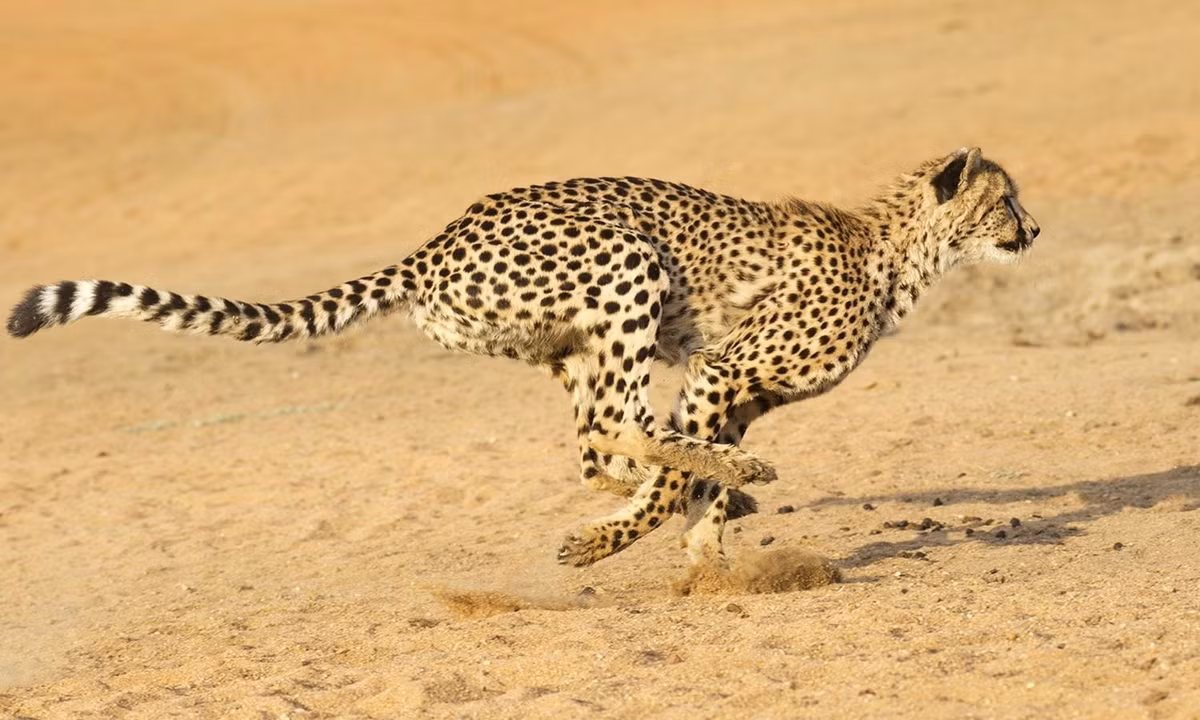 4. Loài vật chạy nhanh nhất thế giới - loài báo: thuộc họ Mèo thuộc bộ ăn thịt. Loài báo giữ kỷ lục về tốc độ chúng có thể chạy với tốc độ lên tới 120 km/giờ, đạt tốc độ tối đa trong vòng 60s đặc biệt chỉ trong vòng 3s tốc độ có thể tăng từ 0 -> 90km. Ảnh: wwfcameroon.org.