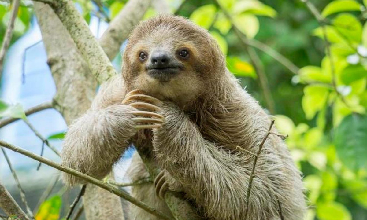 7. Loài vật lười biếng nhất thế giới - loài lười: phân bố chủ yếu ở Trung và Nam Mỹ trong những rừng cây và dọc các bờ sông. Thức ăn chủ yếu của loài này đó là lá cây, cành non, chúng tìm thức ăn theo kiểu người mù đó là ngửi và sờ mó. Ảnh: Zing News.