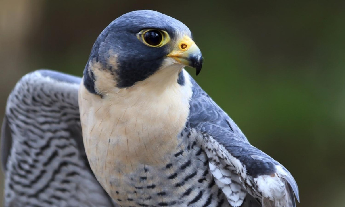 Loài chim này có cánh mỏng và nhọn cho phép chúng có thể lao xuống với tốc độ rất cao, tốc độ tối đa chúng có thể đạt tới 320 km/giờ, vì thế trong dân gian mới thường có câu "nhanh như cắt" là hàm ý nói đến khả năng tuyệt vời của loài chim này. Ảnh: Kênh Động Vật.