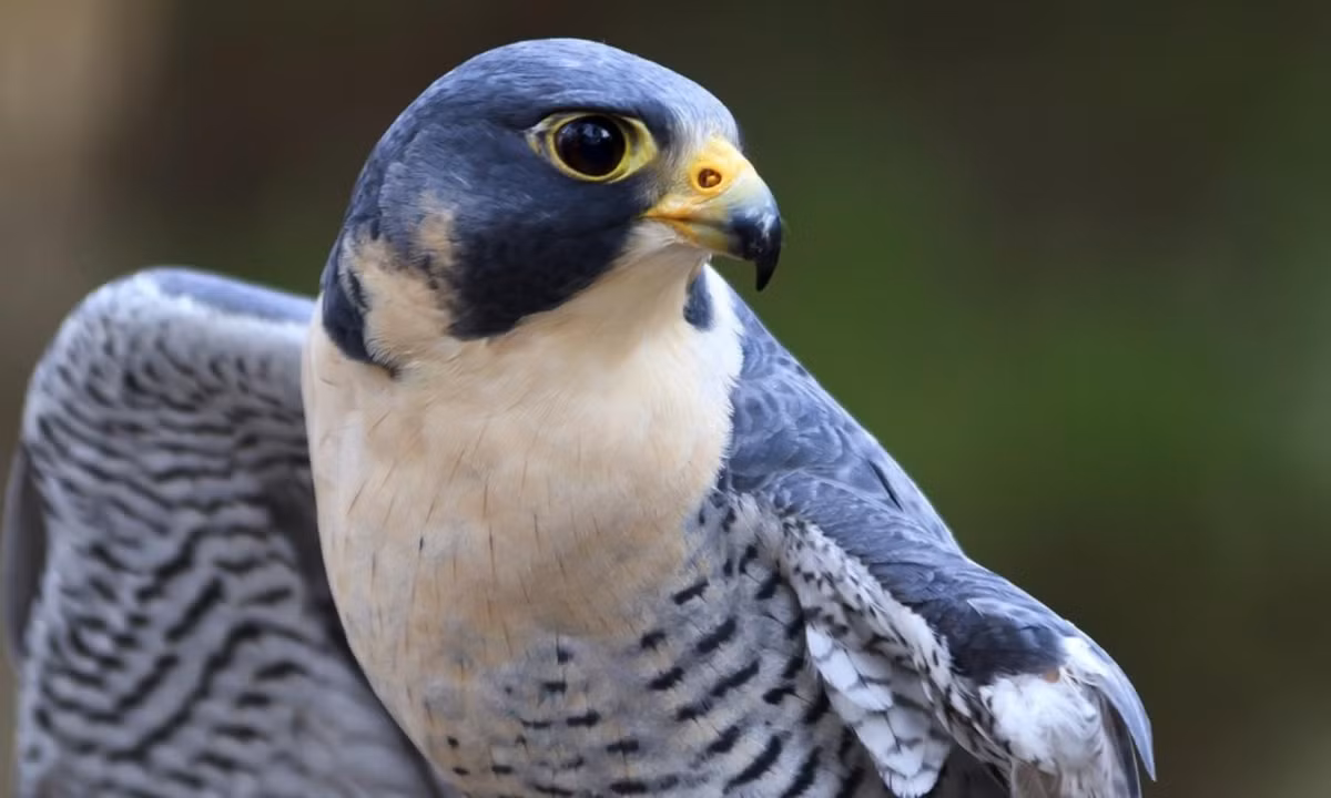 Loài chim này có cánh mỏng và nhọn cho phép chúng có thể lao xuống với tốc độ rất cao, tốc độ tối đa chúng có thể đạt tới 320 km/giờ, vì thế trong dân gian mới thường có câu "nhanh như cắt" là hàm ý nói đến khả năng tuyệt vời của loài chim này. Ảnh: Kênh Động Vật.