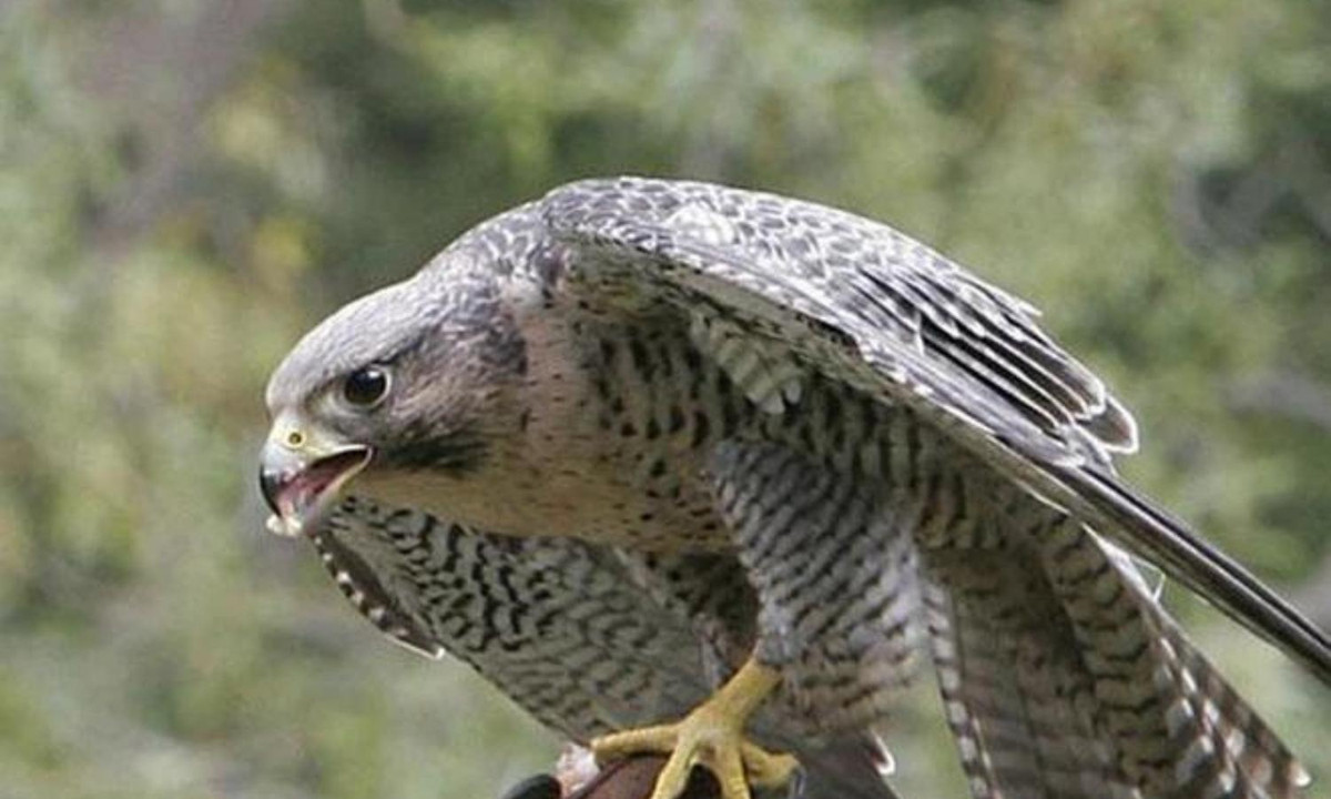 5. Loài vật tinh mắt nhất - chim cắt: loài săn mồi từ trên cao, chúng có đôi mắt nhạy bén có thể phát hiện ra con mồi ở khoảng cách lên tới 8km. Ảnh: Internet.