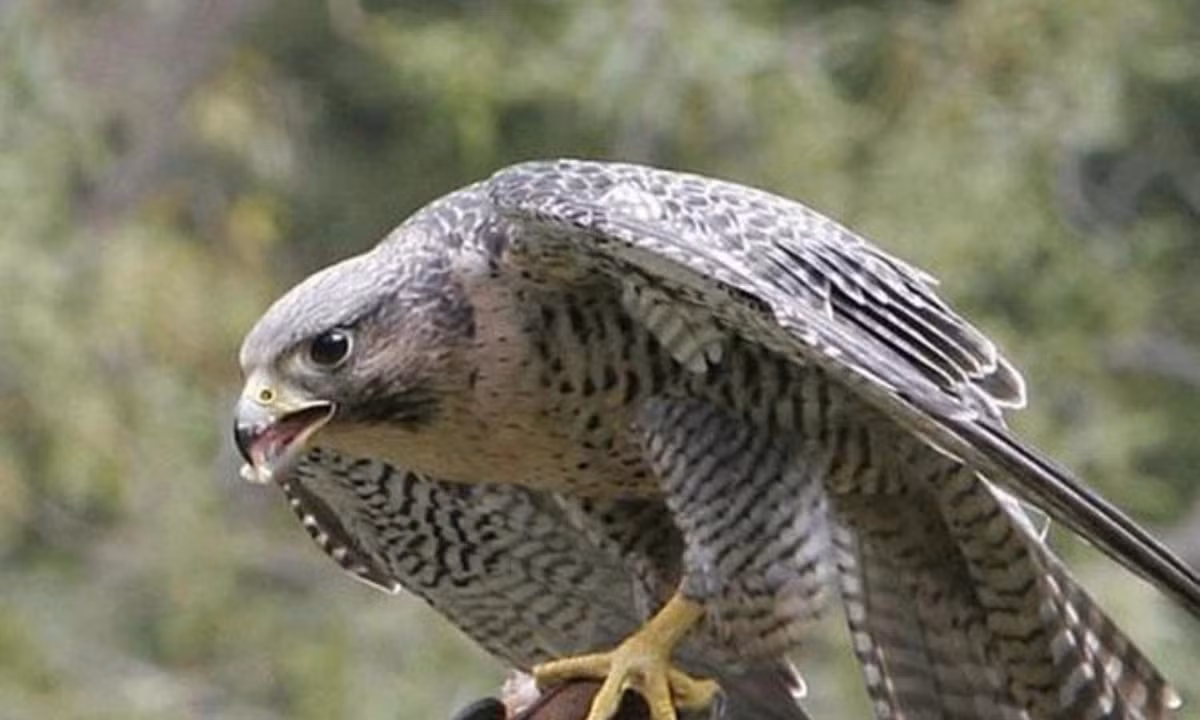 5. Loài vật tinh mắt nhất - chim cắt: loài săn mồi từ trên cao, chúng có đôi mắt nhạy bén có thể phát hiện ra con mồi ở khoảng cách lên tới 8km. Ảnh: Internet.