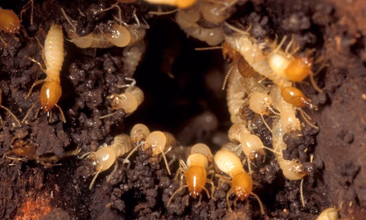 3. Mối – chuyên gia phá hủy và xây dựng: nhắc tới mối là nhắc tới sự phá hủy nhưng trong tự nhiên, loài vật nhỏ bé này lại đóng vai trò quan trọng. Tương tự như kiến, mối cũng sống theo đàn và có tổ chức xã hội chặt chẽ. (Nguồn: mbtsalembtshoes.com)