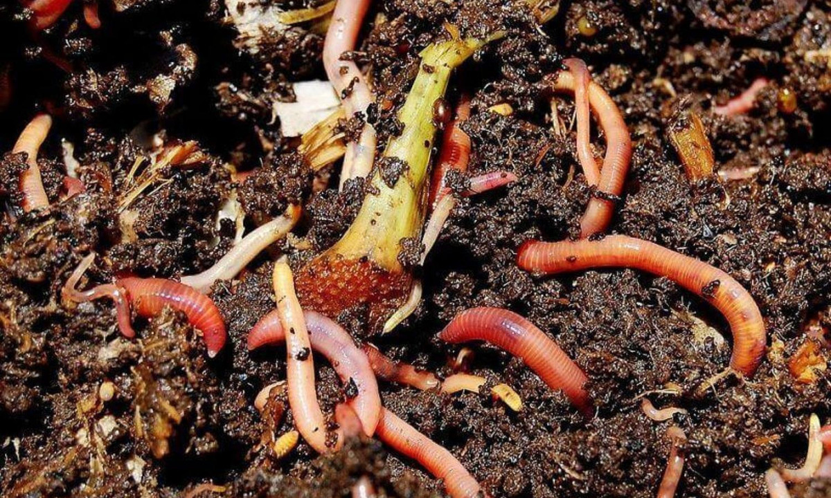 4. Giun đất – những nông dân siêng năng: chúng cần mẫn ngày đêm cày tơi đất, nhờ vậy mà đất tơi xốp, thoáng khí và nước luân chuyển dễ dàng. (Nguồn: internet)