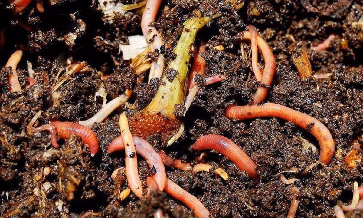 4. Giun đất – những nông dân siêng năng: chúng cần mẫn ngày đêm cày tơi đất, nhờ vậy mà đất tơi xốp, thoáng khí và nước luân chuyển dễ dàng. (Nguồn: internet)