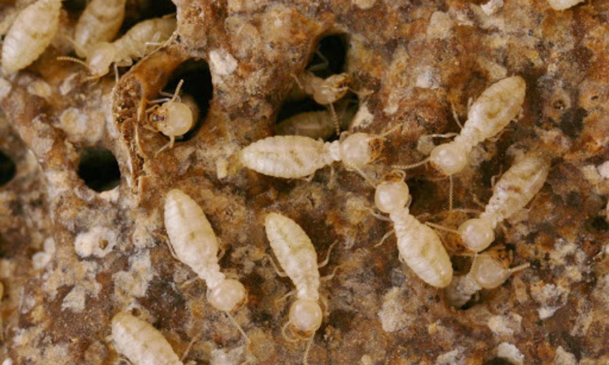 Mối thợ chịu trách nhiệm tìm kiếm những nguồn gỗ mới, đào hang và chăm sóc mối non. Mối lính có trách nhiệm bảo vệ đàn của mình. Trong khi đó, những con mối có cánh trong đàn là những con giữ trách nhiệm phân chia và bắt đầu gây dựng một đàn mối mới. (Nguồn: diệt côn trùng) 