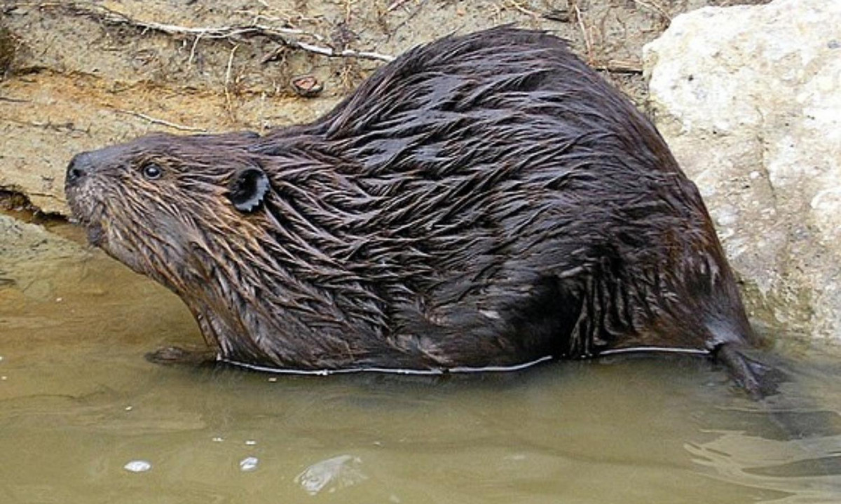 Chưa dừng lại ở đó, chúng cần phải đào thêm 1 cái hang làm chỗ trú và dự trữ thức ăn cho mùa đông dài. Quả thực công việc vô cùng tỷ mỷ và tính kiên nhẫn vô cùng lớn. (Nguồn: Wikiwand).