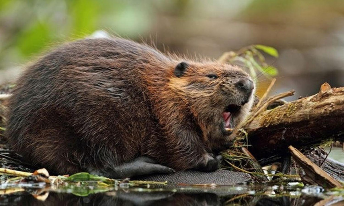 7. Hải ly – những thợ xây lành nghề: là những kỹ sư xây dựng rất tinh thông và siêng năng. Với những chiếc răng dài và khỏe, hải ly có thể đốn hạ những những cây có kích thước lớn rồi tiếp tục gặm cây thành nhiều mảnh nhỏ để dễ mang về chỗ cần xây tổ. (Nguồn: Youtube)