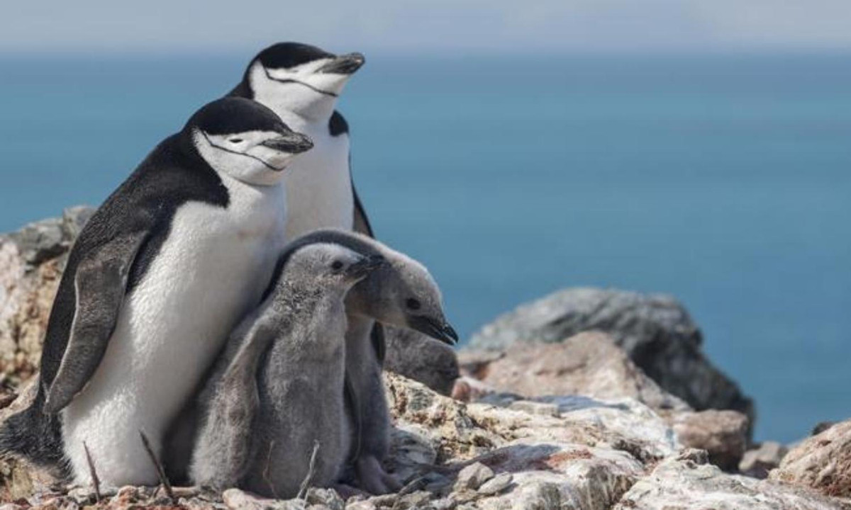 Tháng 4 hàng năm, chúng thực hiện một chuyến đi đầy gian lao 80 km từ bờ biển đến sâu trong đất liền chỉ để sinh nở. Chim mái chỉ đẻ 1 trứng duy nhất rồi để lại cho chim đực trông nom, còn mình thì đi kiếm thức ăn. (Nguồn: www.corriere.it)