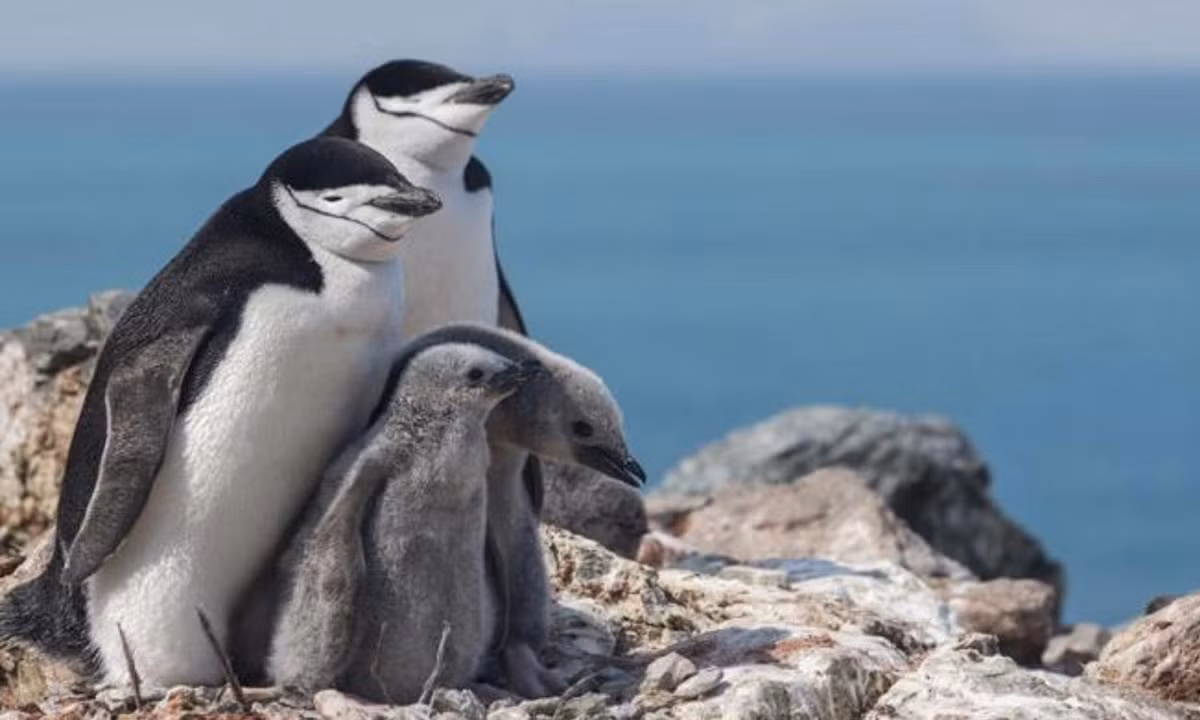 Tháng 4 hàng năm, chúng thực hiện một chuyến đi đầy gian lao 80 km từ bờ biển đến sâu trong đất liền chỉ để sinh nở. Chim mái chỉ đẻ 1 trứng duy nhất rồi để lại cho chim đực trông nom, còn mình thì đi kiếm thức ăn. (Nguồn: www.corriere.it)