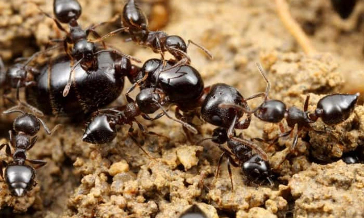 Kiến chúa chỉ có 1 nhiệm vụ duy nhất là sinh sản, còn kiến đực lo phần việc “hợp tác” với kiến chúa để gia tăng nòi giống. Kiến thợ có nhiệm vụ chăm sóc và cho các ấu trùng kiến ăn, dọn dẹp vệ sinh trong tổ kiến và đào thêm những đường hầm mới. (Nguồn: Người đưa tin)