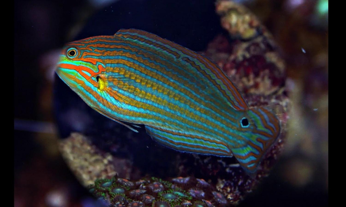 5. Cá Wrasse – nhân viên vệ sinh hào phóng: với thân hình nhỏ nhắn chỉ khoảng 5 – 7cm, cá Wrasse thường dành cả ngày dài để cọ rửa các loài ký sinh và những mảnh vảy chết cho các loài cá sống quanh nó. (Nguồn: dragonkingcorals)
